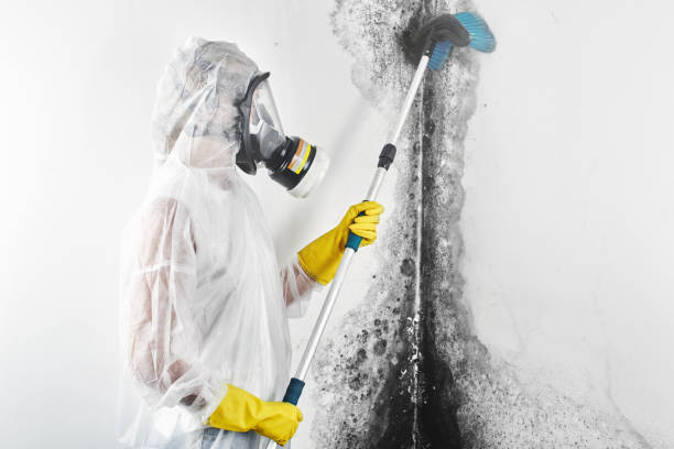 Best Attic Mold Removal  in Monteagle, TN